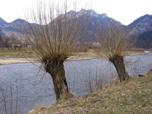 pieniny016.jpg