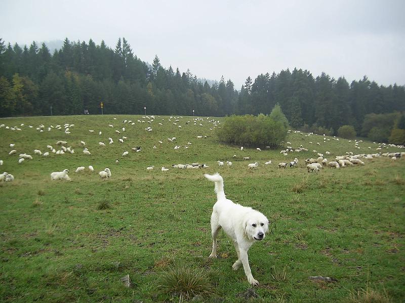 pieniny_zs_0035.jpg