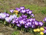 2013.04.13 dabrowska r rk 53