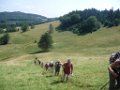 pieniny_jak_22