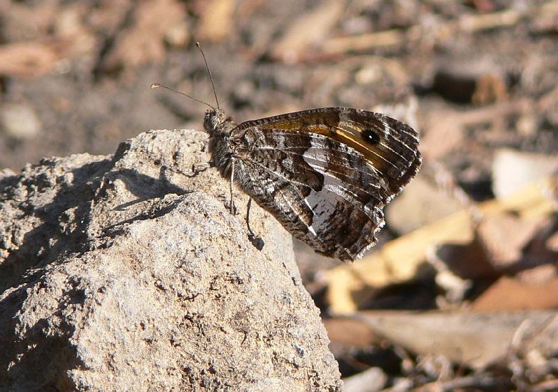 sycylia_ga_30573.jpg - Mimikra motyla na Stromboli (ga)