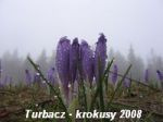 Turbacz - krokusy: 20.04.2008