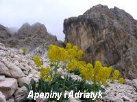 Apeniny i Adriatyk - pierwszy tydzień