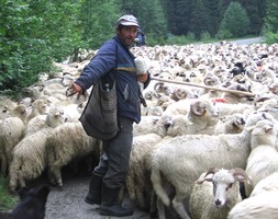 Owce ze złym pasterzem